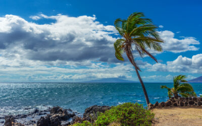 What are the Trade Winds in Hawaii?
