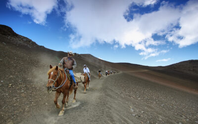 Tom’s Tips – Maui Horseback Riding
