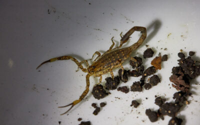 Yes, Hawaii has Scorpions!