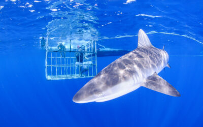 What is the Best Time of Day for a Shark Cage Tour