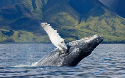 Travel Blog #153 – Whale Watching with Pacific Whale Foundation