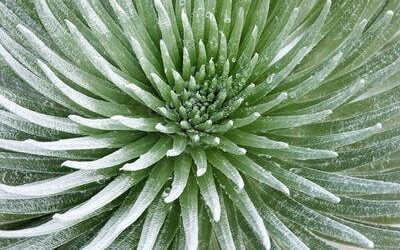 The Strange Case of Maui’s Beautiful Silversword Plant