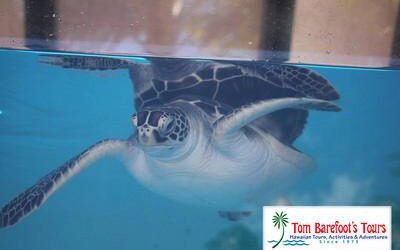 Travel Blog #178 – Exploring Maui’s Aquarium at Maui Ocean Center