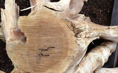 The Comeback of the Sandalwood Tree in Hawaii.