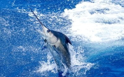 Kona Big Game Fishing Tournaments