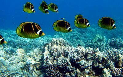 Hawaii’s Coral Reef’s. So Important to the health of the islands.
