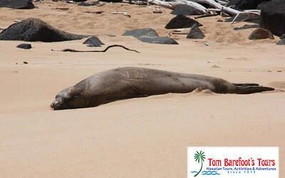 Donkey Beach – This Kauai Beach is Dangerous for Swimming