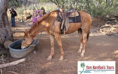 Travel Blog #167 – Sunset Horseback Ride at Lahaina Stables