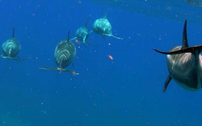 Lanai Dolphins With Ocean Riders