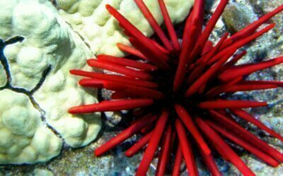 Coral Bleaching Threatens Hawaii’s Coastline