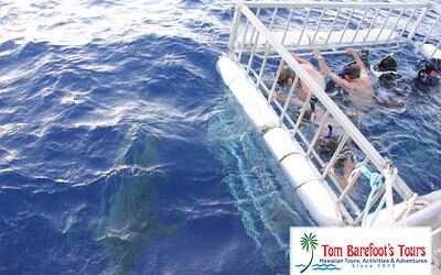 Travel Blog #113 – Shark Cage Diving with North Shore Shark Adventures