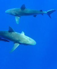 Tom’s Tips – Oahu Shark Diving Tours