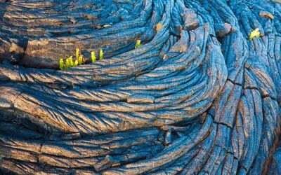 It doesn’t take long for molten lava from Hawaii’s volcanoes to bring new life to the islands!