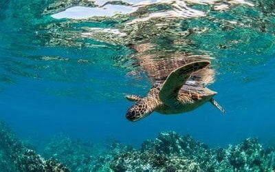 Hawaiian Turtles may be slow, but they can cover great distances!