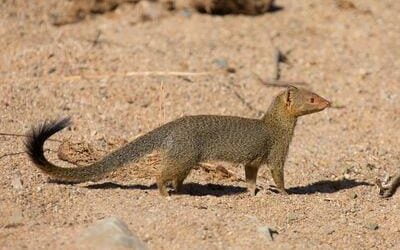 This cute little guy has caused trouble in Hawaii since 1883.