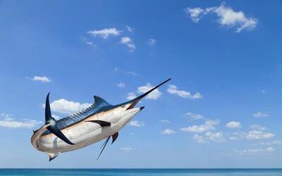 The Pacific Blue Marlin. The ‘gold medal’ catch of Hawaiian Fishing!