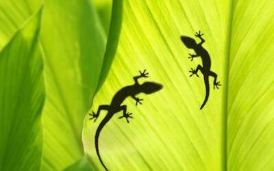 Should you be afraid of the Hawaiian Gecko Lizard?