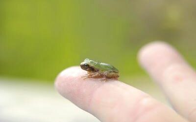 This Tiny Frog Makes a Big Racket!