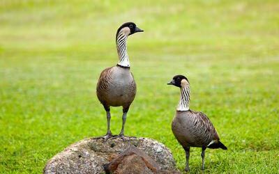 Is there a Bird Watching Tour on Oahu