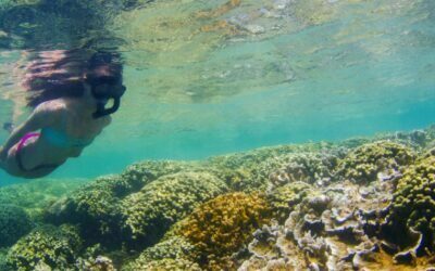 Snorkeling at Coral Gardens