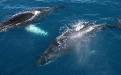 It Looks Like the Whales Might be Coming Early to Hawaii!