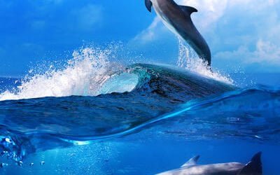 Will You be able to Swim with the Dolphins on Maui?