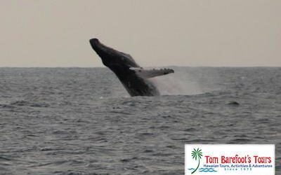 What island is the best one to go to if I want to go on a whale watching tour?