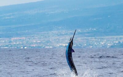 What makes Kona sport fishing charters among the most sought after the world?