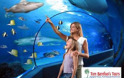 Why is Maui Ocean Center Such a Great Place to Visit With Children?