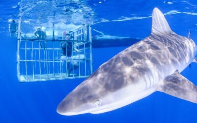 What is the best time to go on an Oahu Shark Cage Diving Tour?