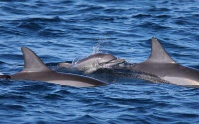 What is the best time of year to see the Dolphins on Maui?