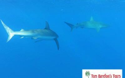 Will I see sharks when I snorkel on Kauai?