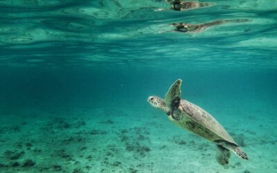 With regard to Kauai activities and Kauai tours, what is the best time of year to visit the island?