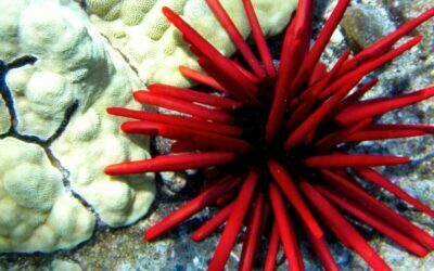 What are the best snorkel spots on Maui?