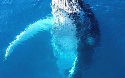 Whales often ‘Spyhop’ to see above the water.