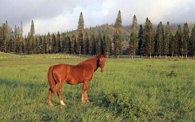 When did horses first come to Kauai?