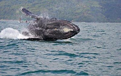 Why do Whales Breach?