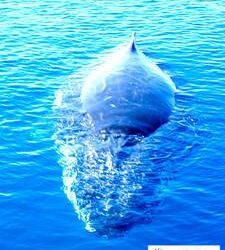 Whale watching from an airplane! How does that compare to whale watching from a boat?