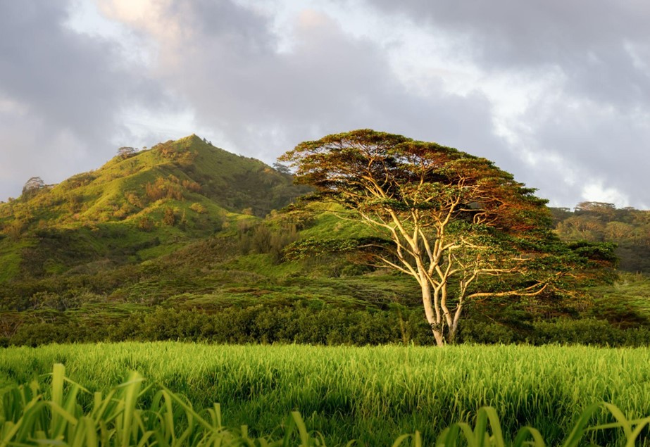 Koa Trees