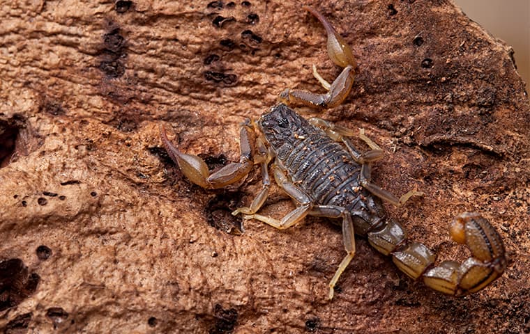 scorpions in hawaii