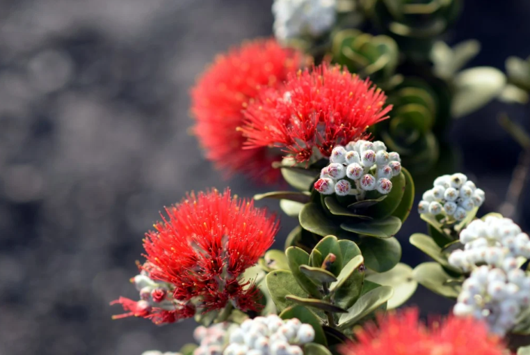 hawaiian flowers